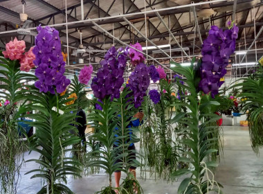 ลงพื้นที่ศึกษาแนวทางการจัดงานประกวดกล้วยไม้ของสมาคมพฤกษชาติแห่งประเทศไทย ในพระบรมราชูปถัมภ์ ณ บางกอกฟลาวเวอร์ เซนเตอร์ เขตหนองแขม กรุงเทพมหานคร ... พารามิเตอร์รูปภาพ 7